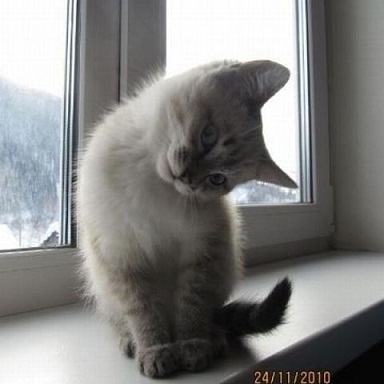 они смотря на нас5.jpg