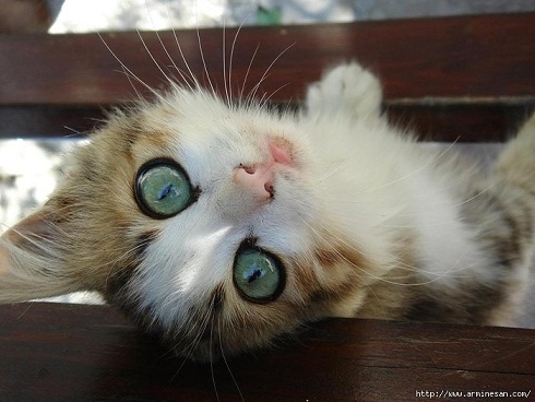 они смотрят на нас 6.jpg