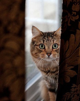 они смотрят на нас 11.jpg