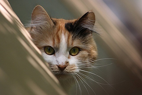 они смотрят на нас2.jpg