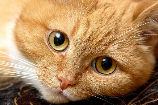 они смотрят на нас3.jpg