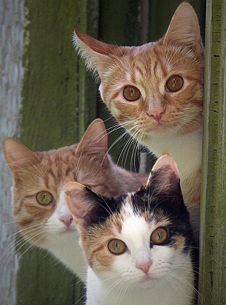 они смотрят на нас4.jpg