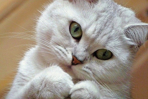 они смотрят на нас7.jpg