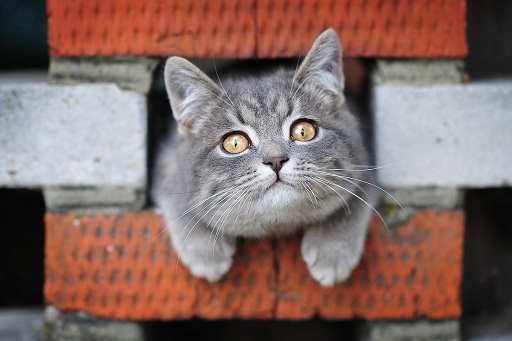 они смотрят на нас8.jpg