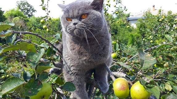 за яблоками.)).jpg