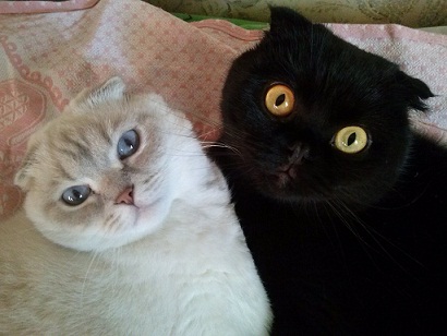 чёрный и белый.jpg