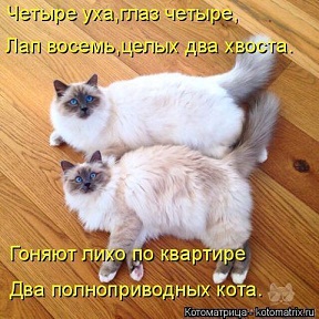 полноприводные коты.jpg