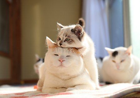 кошачье семейство.jpg