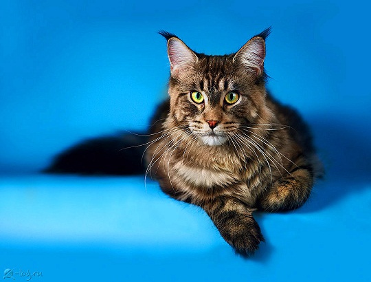 Какие претензии. Я сегодня вообще в кухню не заходил...будете наезжать  уйду из дома, сами потом бегать начнёте, упрашивать чтоб вернулся.jpg