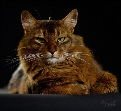 котэ грозный.jpg