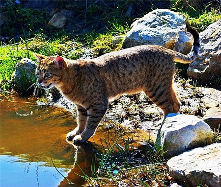 леопард в миниатюре.jpg