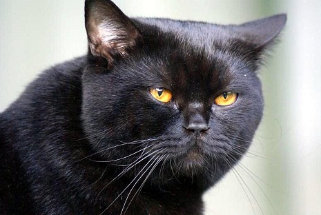 холёный, блестящий, любимый....jpg