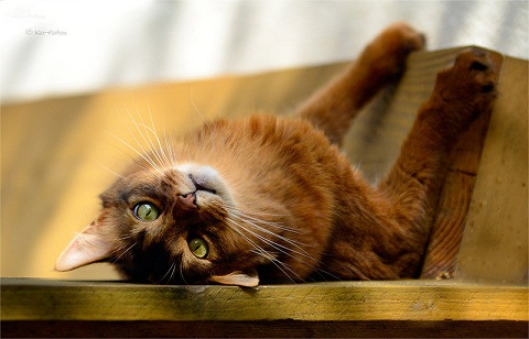 солнечная фотомодель.jpg