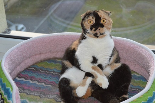 пушистый будда1.jpg