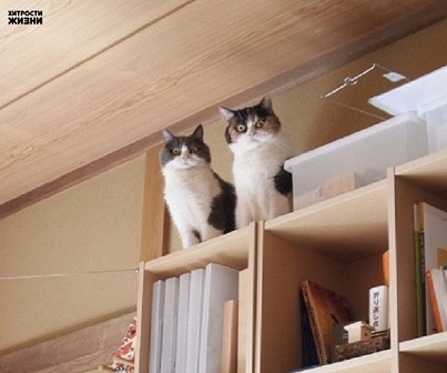 они что-то задумали.jpg