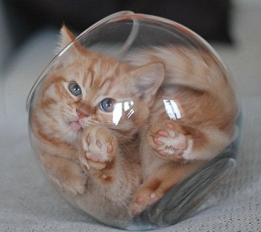 кошь золотая рыбка.jpg