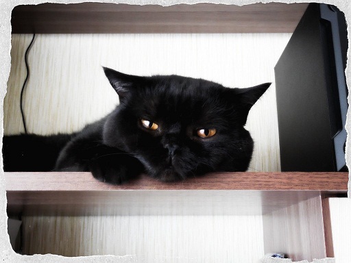 шикарен, нет слов.jpg