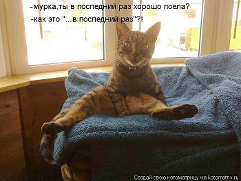 котэ25.jpg