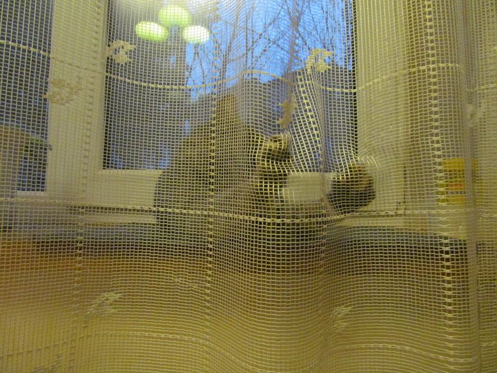 Кот.JPG
