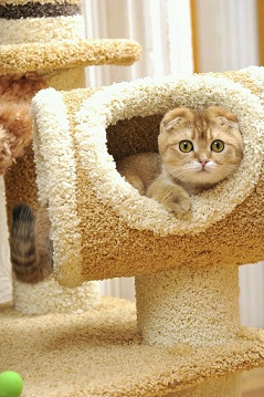 котэ33 сктотиш фолд, золотисто-тикированный.jpg