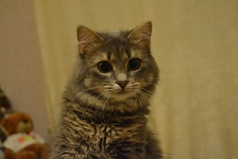 когда в гостях собака.jpg