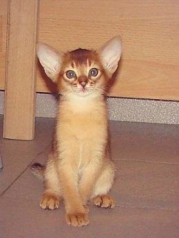 ушастый абик.jpg