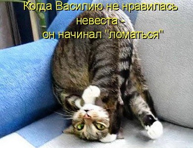 котэ39.jpg