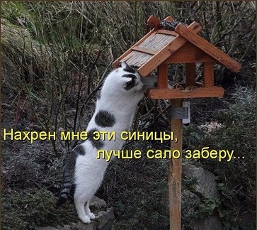 котэ41.jpg
