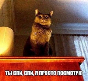 котэ43.jpg