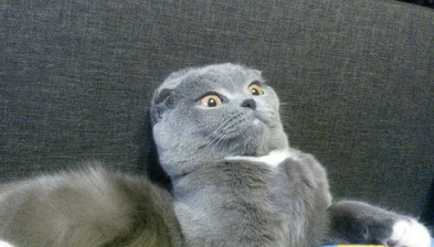 забыл кота.png