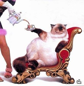 содержание кота.jpg