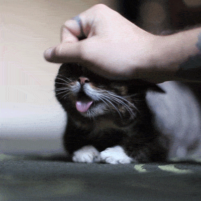 562d5a384b697.gif