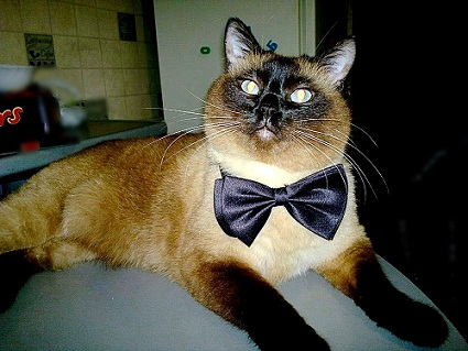 я великолепный!.jpg