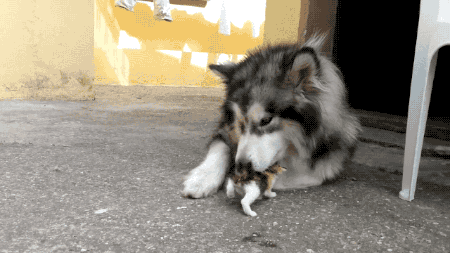 5623ee8e3d69f.gif