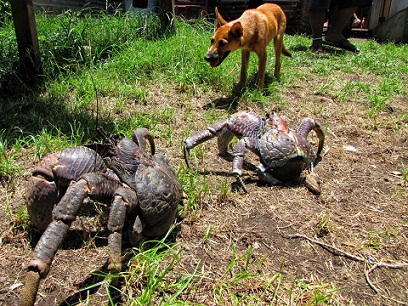 кокосовые крабы.jpg кокосовые крабы.jpg