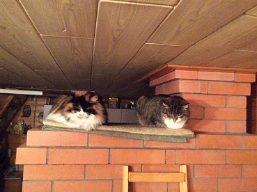 осень, стало холодать.jpg