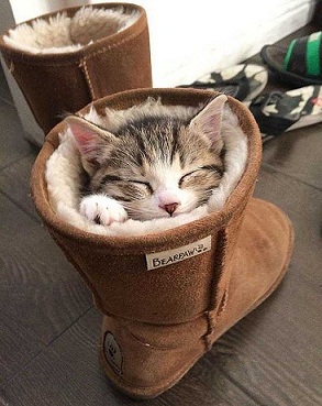 котэ52.jpg котэ52.jpg