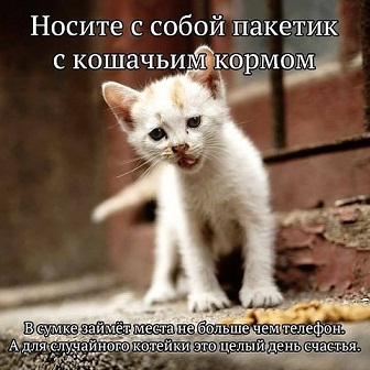 котэ58.jpg