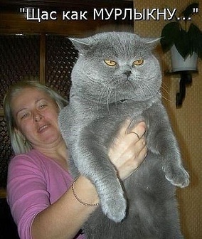 котэ57.jpg