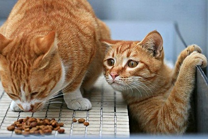 котэ59.jpg