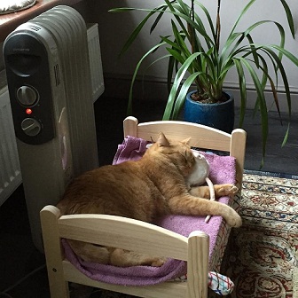котэ66.jpg