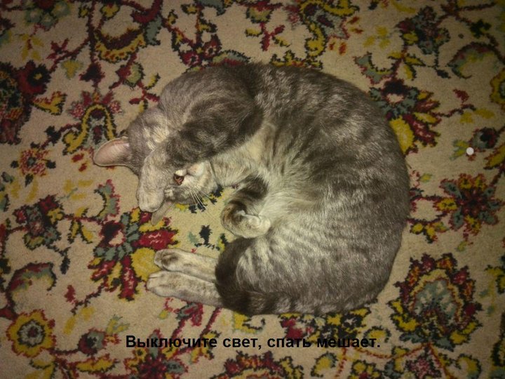 Кот.jpg (141 КБ) Просмотров: 3720 Кот.jpg