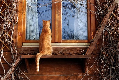 котэ70.jpg
