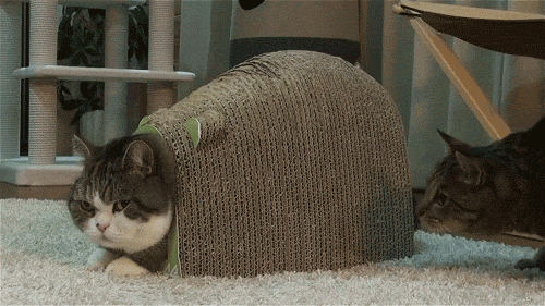 111111111_yapfiles.ru.gif