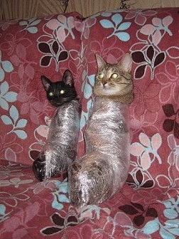 котэ72.jpg