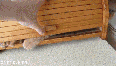 6838365.gif