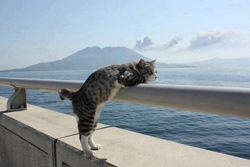 котэ73.jpg