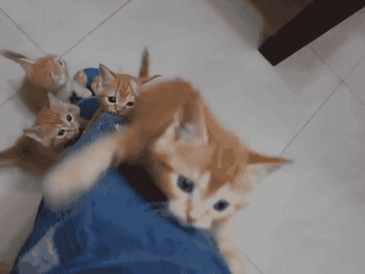 f3bd2b0da87e61aa757dda1d733d2d7a.gif