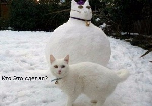 котэ81.jpg