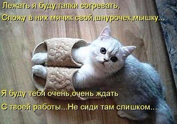 котэ87.jpg